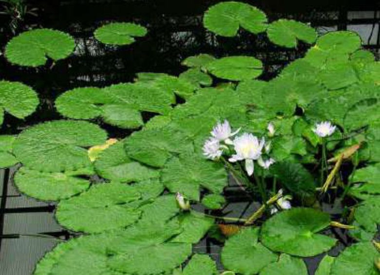 Jardines de agua