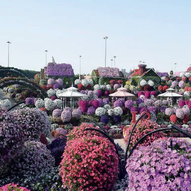 Miracle Garden, Dubai