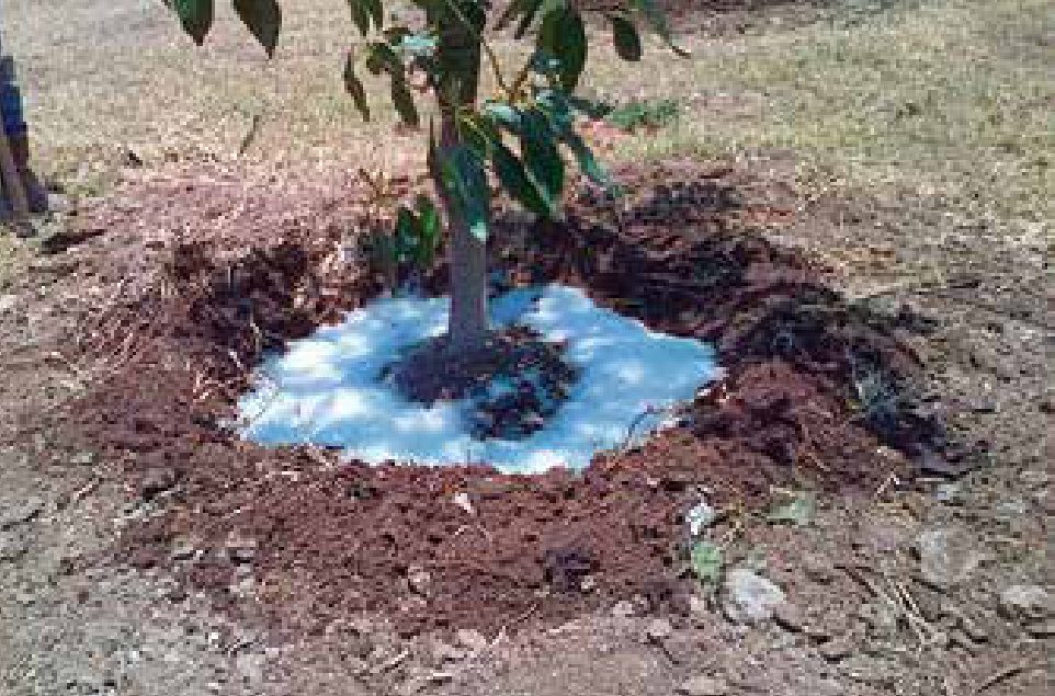 Agua sólida