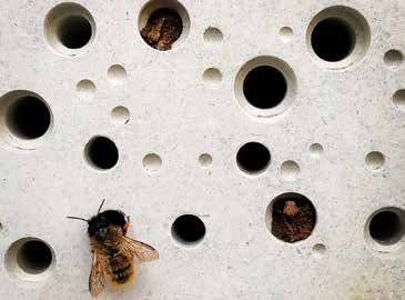 Bee Brick