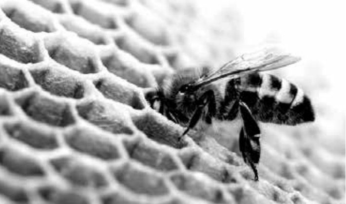 Bioconstrucción con abejas